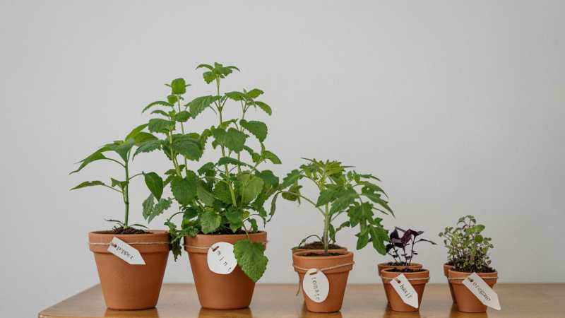 Plor4d85 Pot: A Complete Guide to Uses, Features, and Practical Understanding
